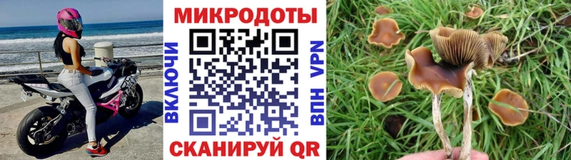 Псилоцибиновые грибы Magic Shrooms  купить  сайты  Гвардейск 